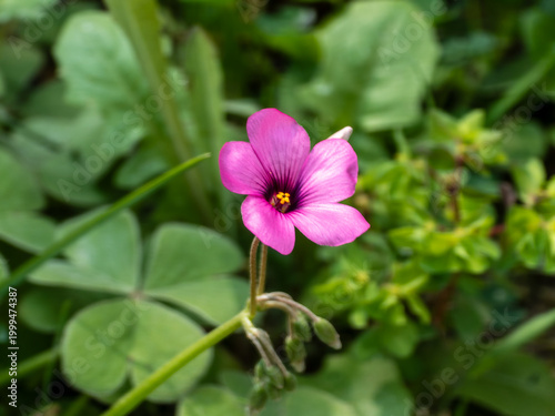 Close-up of a pink wood sorrel flower blooming in a green field