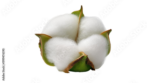 Foto Fluffy white cotton boll with green sepals, isolated on transparent background