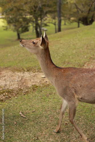 white tailed deer in Nara,  Japan