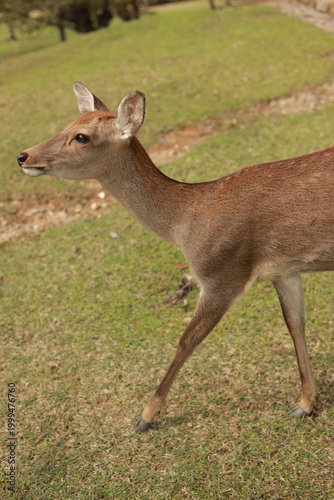 deer in Nara,  Japan
