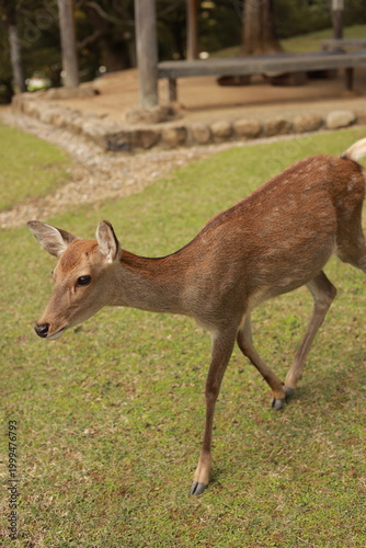 deer in Nara,  Japan