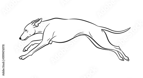 Foto Sleek Greyhound Dog Running Silhouette, Vector Line Art