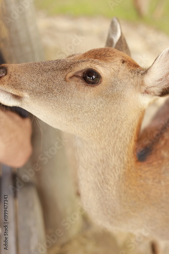 deer in Nara,  Japan