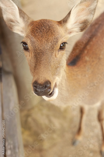 deer in Nara,  Japan