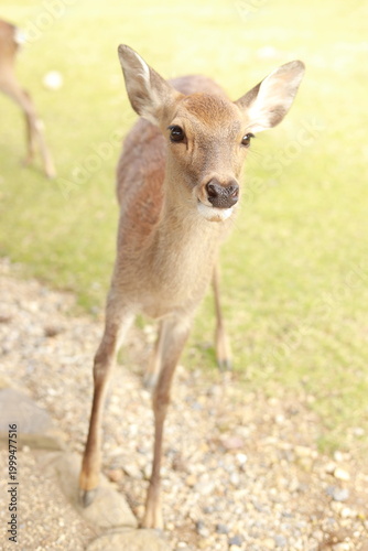 deer in Nara,  Japan