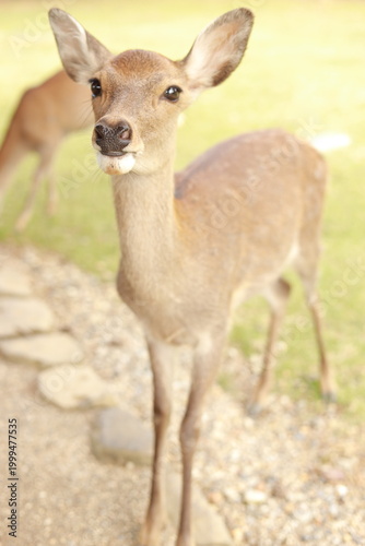 deer in Nara,  Japan