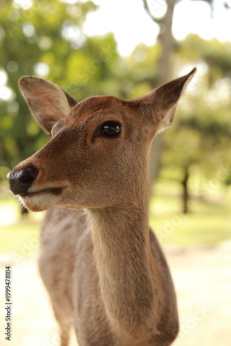 deer in Nara,  Japan