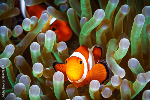 An anemone and it's Clown fish