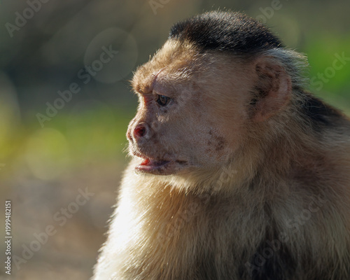 White-faced Capuchin (Cebus capucinus) profile portrait in warm golden backlight, Panama.