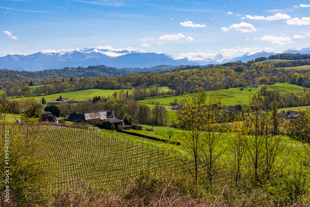 Obraz premium Panoramic view of the rows of vines of the Jurançon vineyard on the hillsides of Gan and the still snow-capped Pyrenees chain in spring