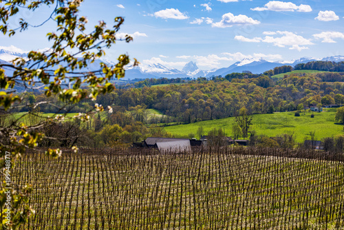 Schilderij op canvas Panoramic view of the rows of vines of the Jurançon vineyard on the hillsides of
