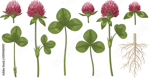 Bild auf Leinwand Red Clover Botanical Illustration Set With Flowers Leaves Stem And Root Vector I