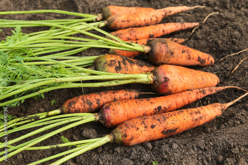 Bunch of organic dirty carrot harvest in garden on soil ground closeup. Fresh carrots with green tops