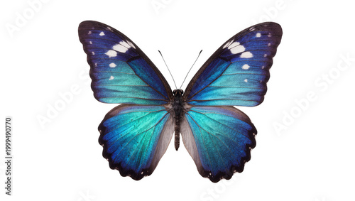 Vibrant Blue Morpho Butterfly with Detailed Wing Patterns