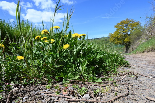Blühender Löwenzahn auf einem Feldweg in Schaumburg