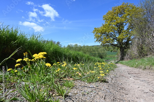 Blühender Löwenzahn auf einem Feldweg in Schaumburg
