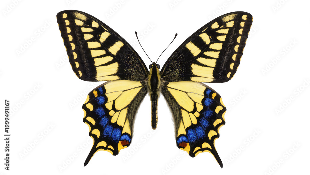 Obraz premium Eastern Tiger Swallowtail Butterfly with Yellow Wings and Blue Spots
