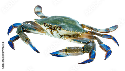 Valokuva Blue crab with azure claws and legs, detailed shell texture