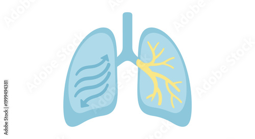 Anatomical illustration of lungs with trachea and bronchi in human body
