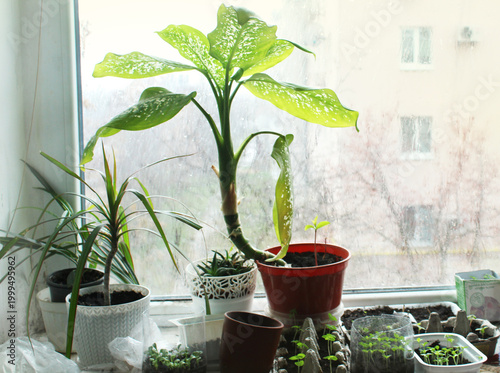 Seedlings on Windowsill in DIY Indoor Greenhouse for Spring Garden Preparation