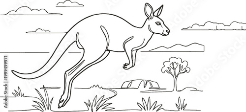 kangaroo in the wild