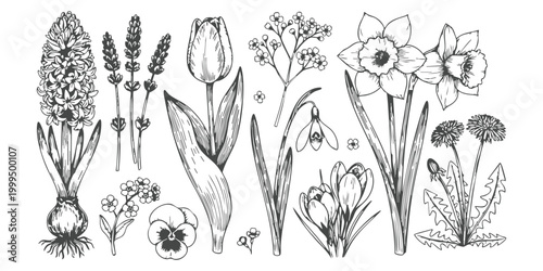 Set of hand drawn spring flowers and botanical garden plants in black and white sketch style