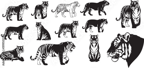 Tiger Vector illustration 