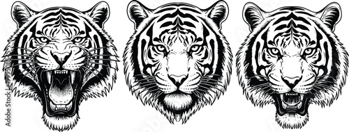 Three striking tiger portraits a black and white artistic representation