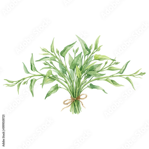 ■説明文（約50文字）

空芯菜（エンサイ）を描いた水彩風イラスト。中華料理などに使われる葉物野菜で、料理や食材イメージに活用できます。