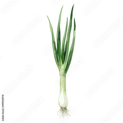青ねぎ（万能ねぎ）を描いた水彩風イラスト。薬味や料理のアクセントとして使われる食材で、食事や調理イメージに最適です。