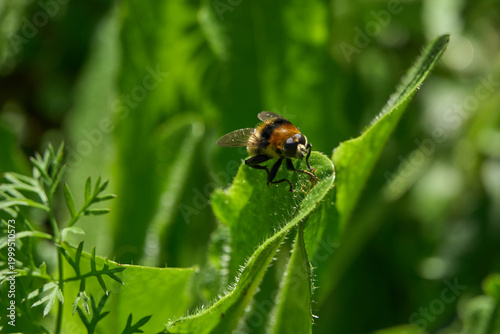 Abeille en Alsace