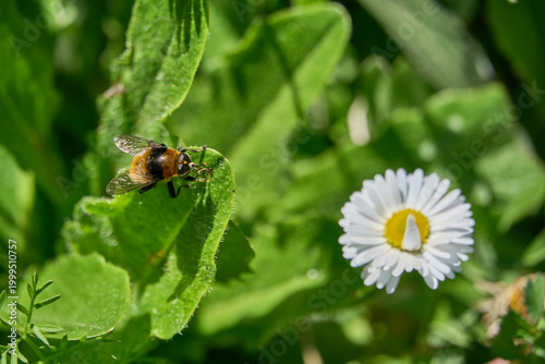 Abeille en Alsace