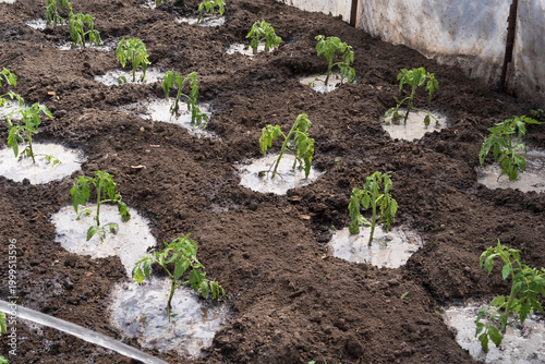 Foto Tomato seedlings growing in wet fertile soil inside greenhouse