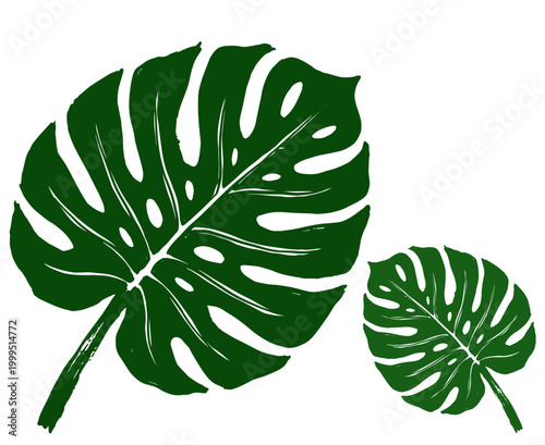 Two green monstera deliciosa tropical leaves on transparent background