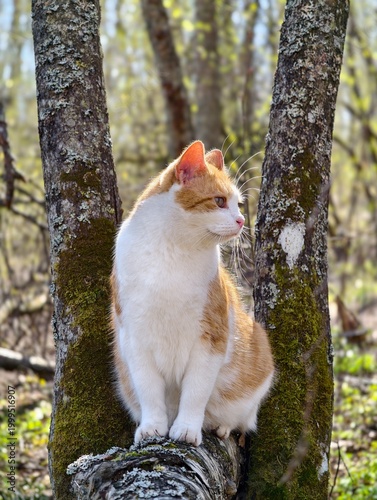 Vertical mobile photo. Stray homeless orange street cat sits on trunk in spring summer forest, park, yard. Concept of pet care, search, wild life, rest, relax, dream, pet care, domestic animal