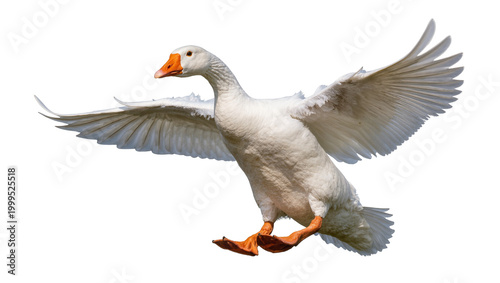 Flying Gray Goose with Orange Beak and Extended Wings