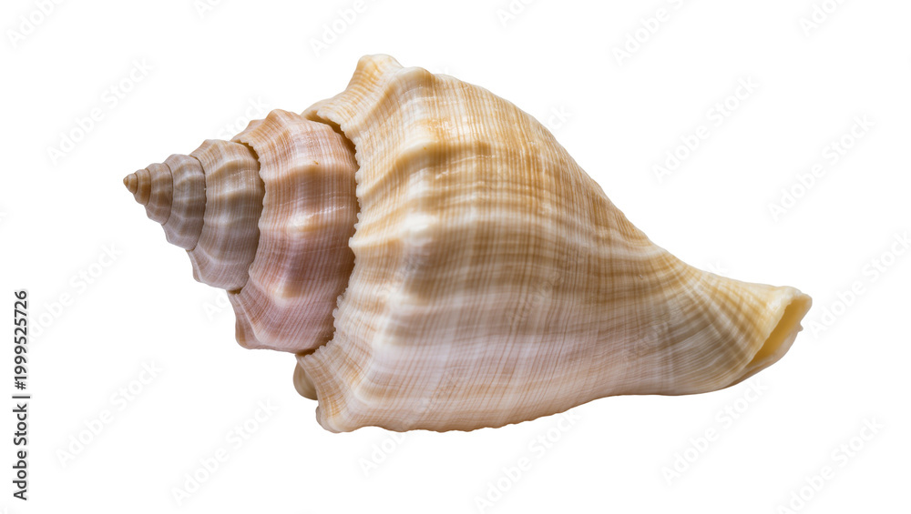 Obraz premium Large spiral seashell with pink beige, and white striped texture