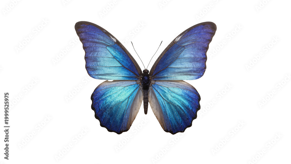 Fototapeta premium Vibrant Blue Morpho Butterfly with Delicate Wing Patterns