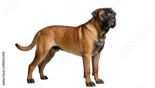 Принти на полотні Adult Tawny English Mastiff Standing Profile View