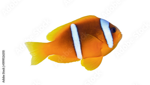 Photography Orange Clownfish with Black and White Stripes Swimming Sideways