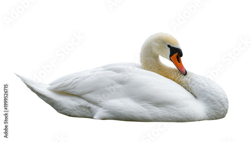 Tableau sur toile White Mute Swan Resting with Orange Beak and Grey Accents
