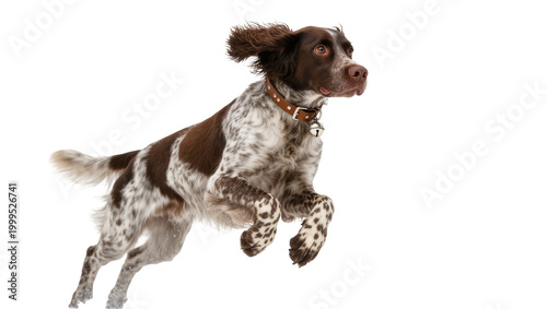Fotografía Energetic Brown and White English Springer Spaniel Jumping Mid-Air