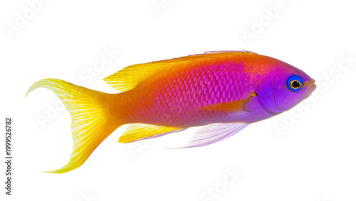 Tableau sur toile Vibrant orange yellow and purple tropical fish swimming