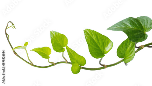 Vining Plant with Bright Green Heart-Shaped Leaves and Delicate Tendrils