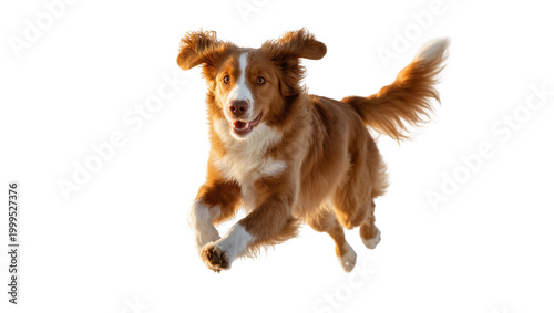 Konstfotografi Energetic reddish-brown Border Collie running with joyful expression