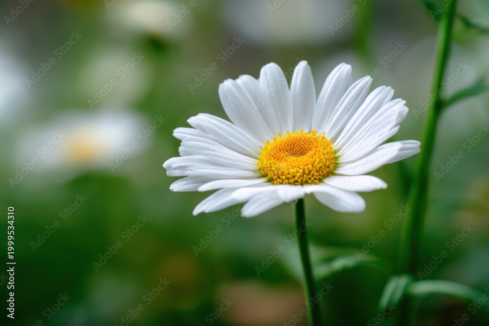 Fototapeta premium White daisy flower with yellow center
