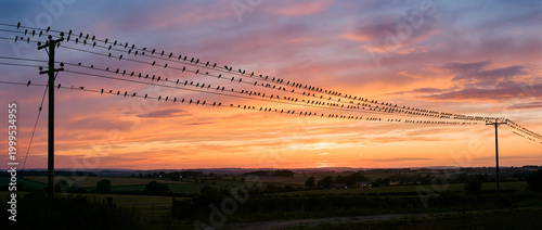Flocks of birds perched in silhouette on power lines during a vibrant sunset over rural fields