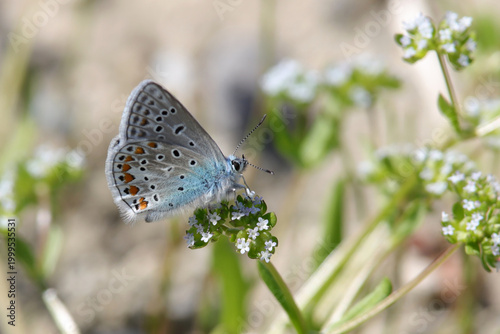 papillon azuré commun argus bleu au printemps