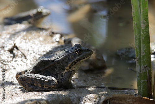 Grenouille rieuse au soleil de mai,