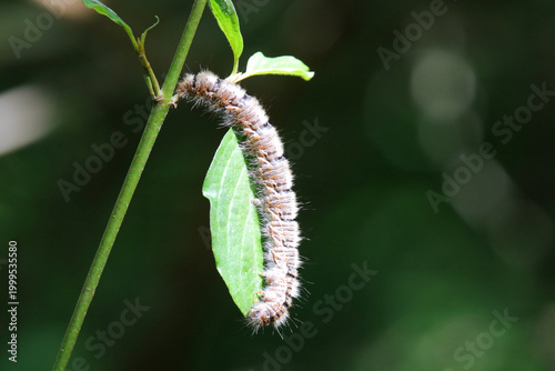 chenille processionnaire du pin
